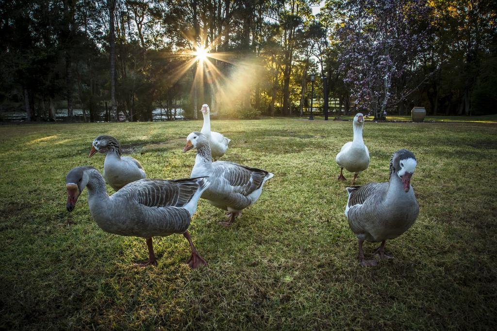 Mccarthy Lake House Maleny Ruang foto